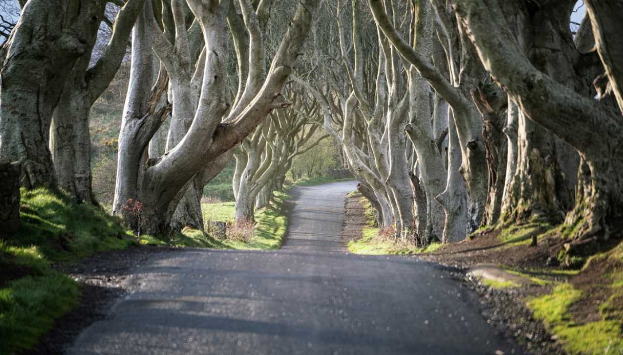 Una delle strade più fotografate in Irlanda: The Dark Hedges