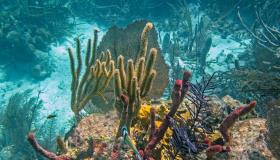 La barriera corallina del Belize non è più in pericolo