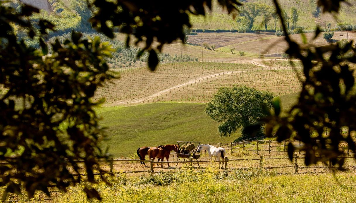 Cavalli in Maremma