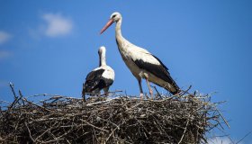 A tu per tu con le cicogne, un’esperienza magica nel cuore dell’Alsazia