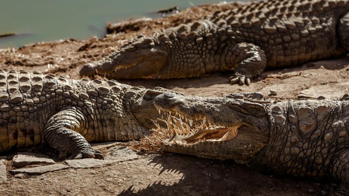 Burkina Faso, una vacanza tra i coccodrilli