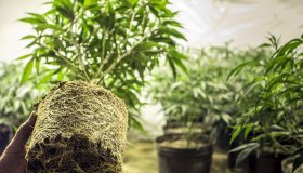 È legale viaggiare con la cannabis light?