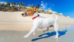 7 spiagge per cani in Liguria da Genova ad Imperia