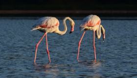Fenicotteri, ecco dove puoi vederli in Italia