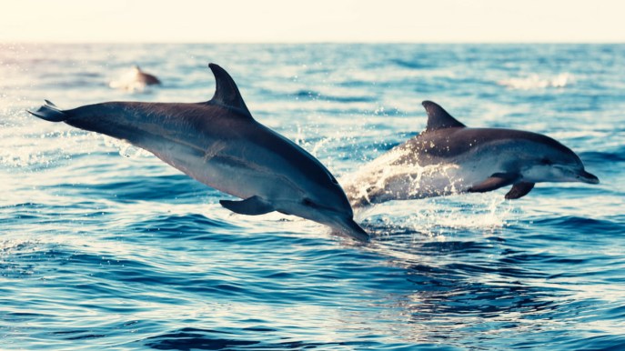 Crociera alla scoperta della culla dei delfini nel Golfo degli Aranci