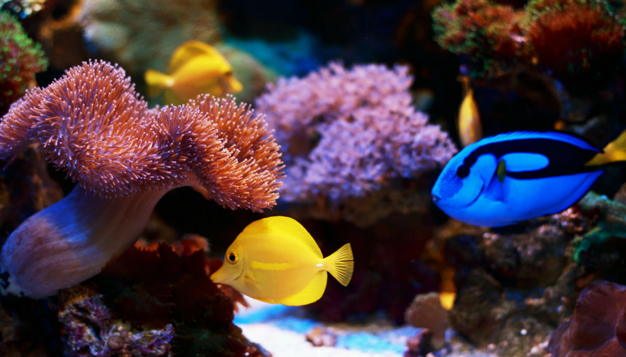 Le 6 barriere coralline più belle secondo il WWF