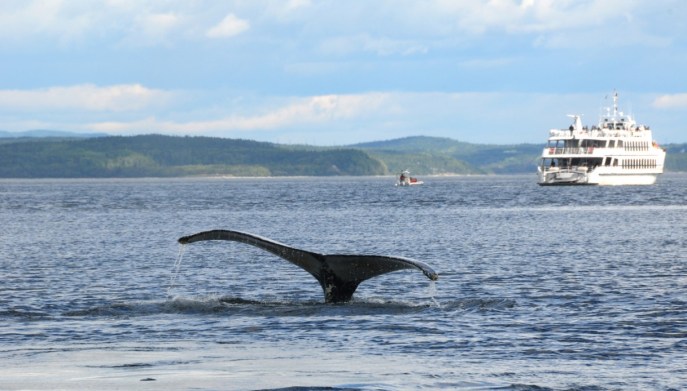 Megattera Tadoussac Quebec