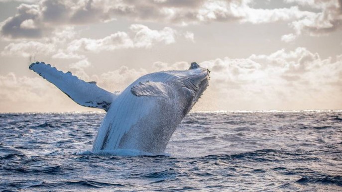 Un selfie con le balene, ecco dove puoi farlo