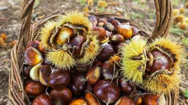Viaggio lungo la rotta delle castagne in Italia: dove trovarle regione per regione