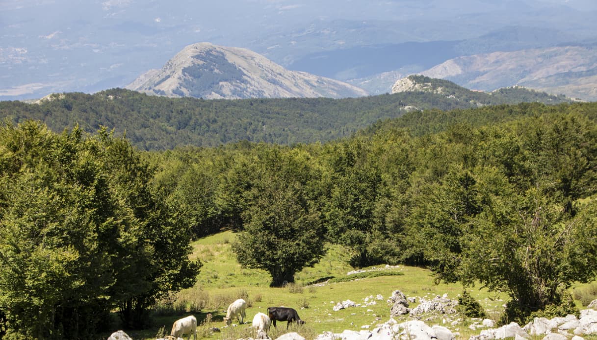 Nell'area del Pollino in calabria si possono trovare le Castagne