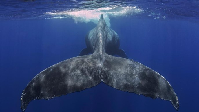 Balena avvistata a largo delle coste di Tenerife: immagini da togliere il fiato