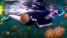 Dai delfini ai maiali: 10 luoghi incredibili in cui fare il bagno con gli animali