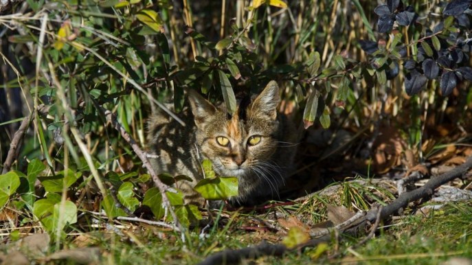 Omaui, il villaggio che non vuole più i gatti (per proteggere le altre specie)