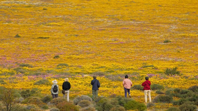 In Sudafrica lo spettacolo del deserto che fiorisce