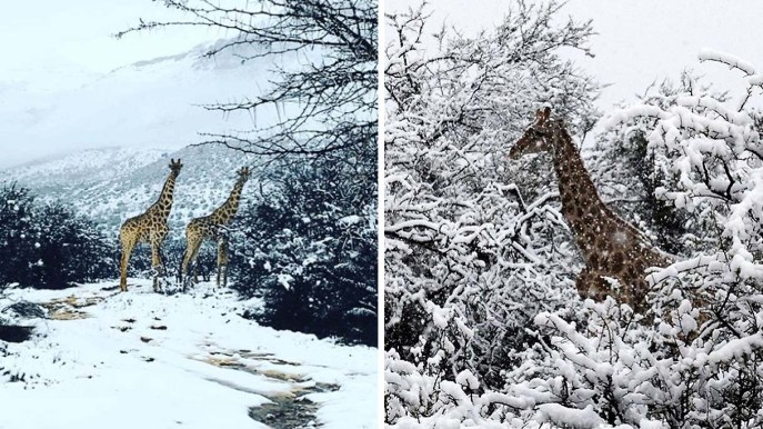 Sudafrica: gli animali della riserva vedono la neve per la prima volta