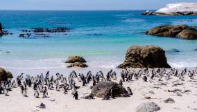 I pinguini di Boulders Beach