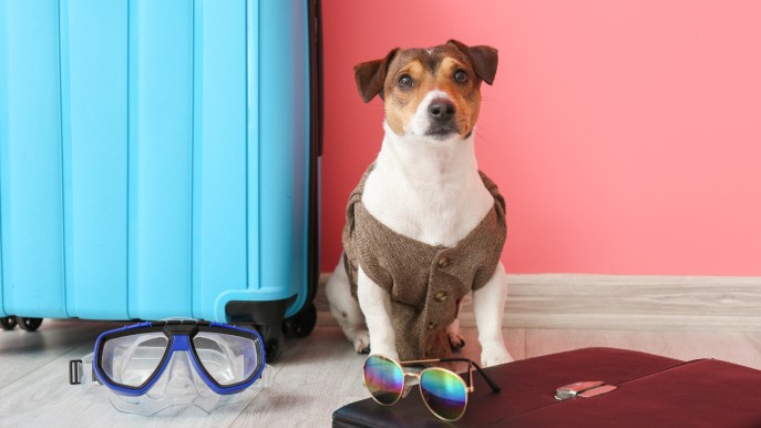 10 consigli per viaggiare con animali nervosi