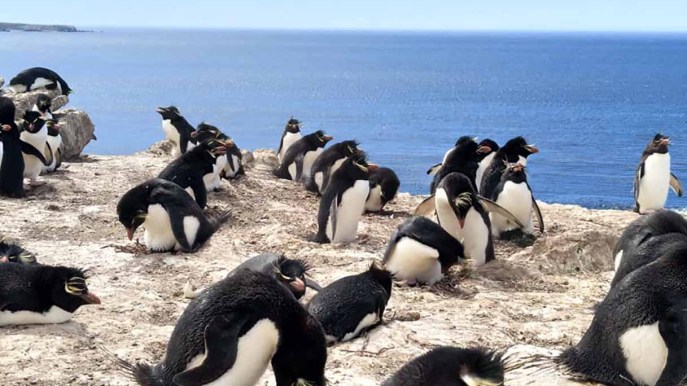Falkland: in vendita l’isola privata abitata da 5 specie di pinguini