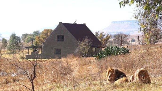 Puoi dormire circondato da 70 leoni, in questo Airbnb nel cuore dell’Africa