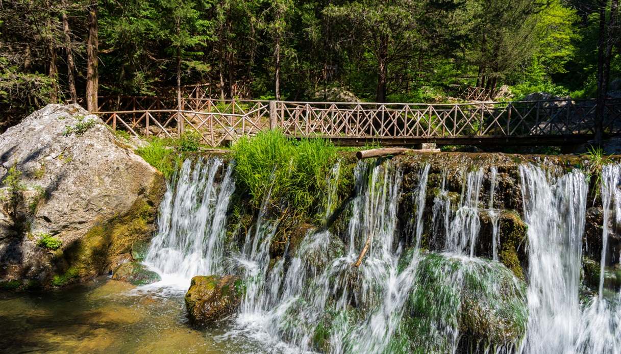 La splendida Cipresseta di Fontegreca, il Bosco degli Zappini all'interno del Parco regionale del Matese