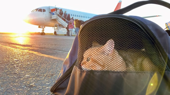 Animali: le regole per portarli sull’aereo