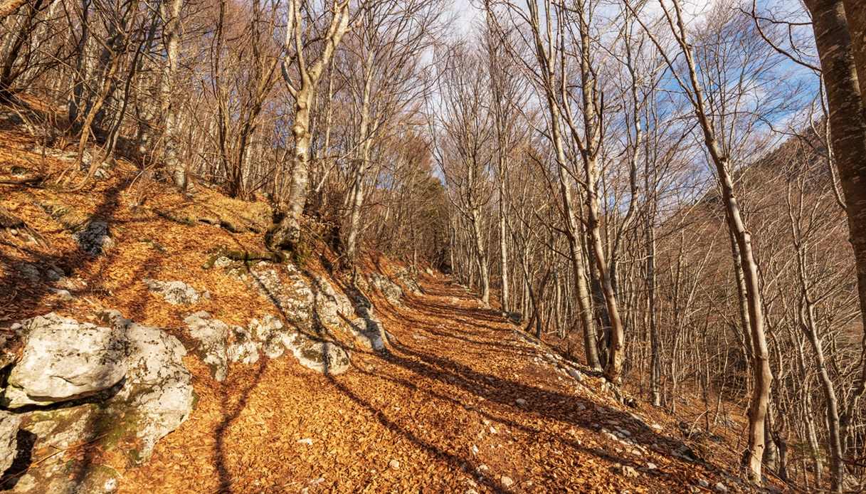Suggestivo sentiero di trekking tra i boschi della Lessinia