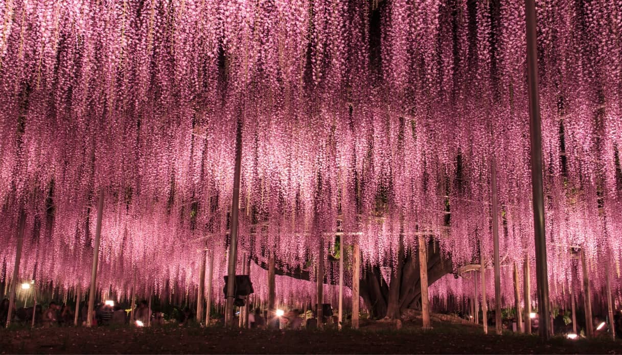 Ashikaga Flower Park