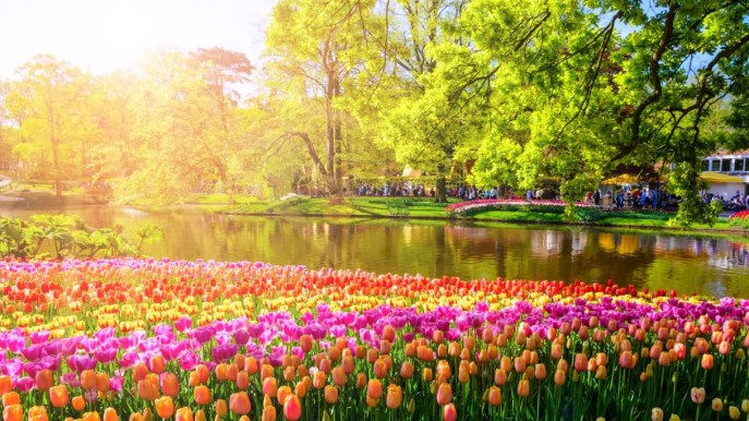 In Olanda apre il giardino di tulipani più bello del mondo