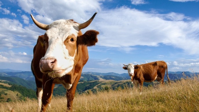 Perché l’Austria ha un problema con le mucche aggressive