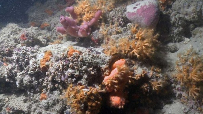 Scoperta un’incredibile barriera corallina al largo della Puglia