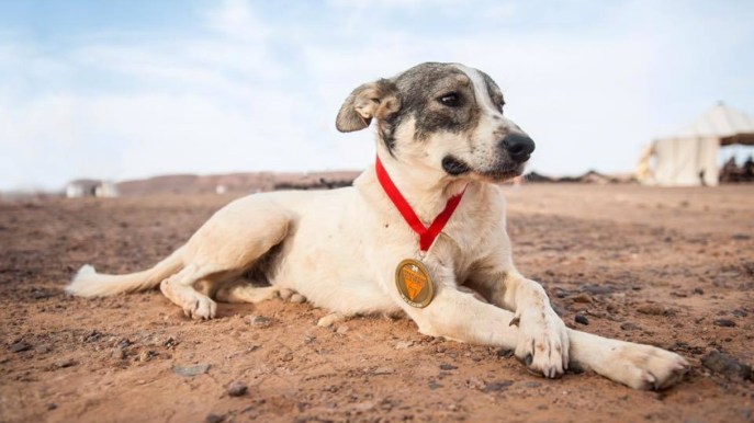 Cactus: il primo cane a partecipare alla Marathon des Sabes nel Sahara