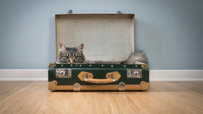 Meow Meow Cruise, la crociera per gli amanti dei gatti
