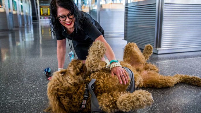 Paura di volare: all’aeroporto di San Francisco la curano con la pet therapy