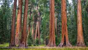 sequoia-national-park