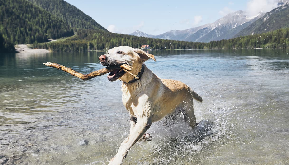 Vacanze Cane in Montagna