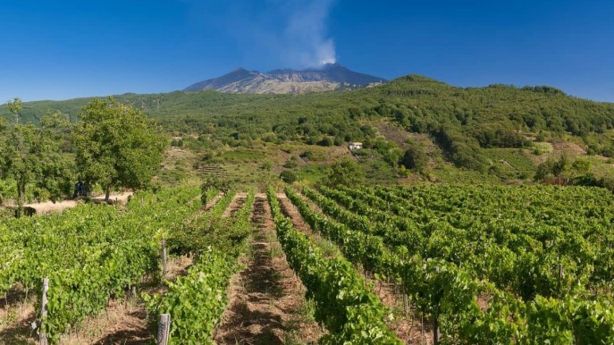 Forbes consiglia l’Etna per il turismo vitivinicolo