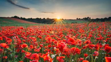 Solstizio d’estate 2025, come salutare l’arrivo della stagione tra feste e tradizioni