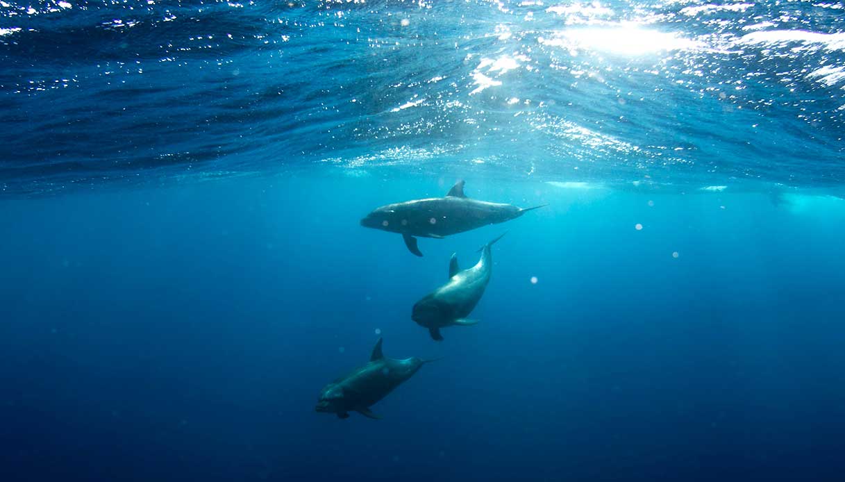 wonderfull-delfini-cetacei-mediterraneo