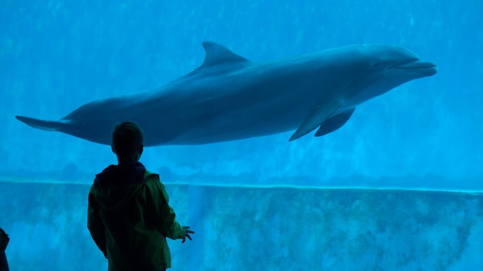 Una notte speciale all’acquario di Genova: l’esperienza di dormire con delfini e squali