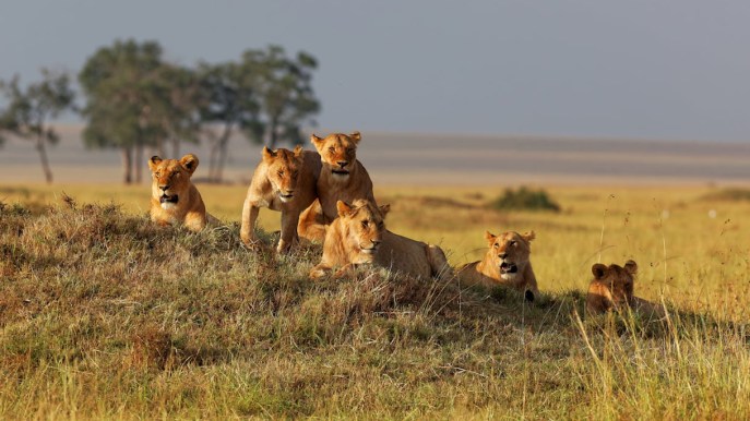 In Kenya, il safari ispirato al film “Il Re Leone”