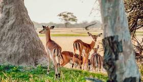 10 cose da fare nello Zimbabwe