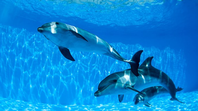 I parchi acquatici con i migliori spettacoli di delfini