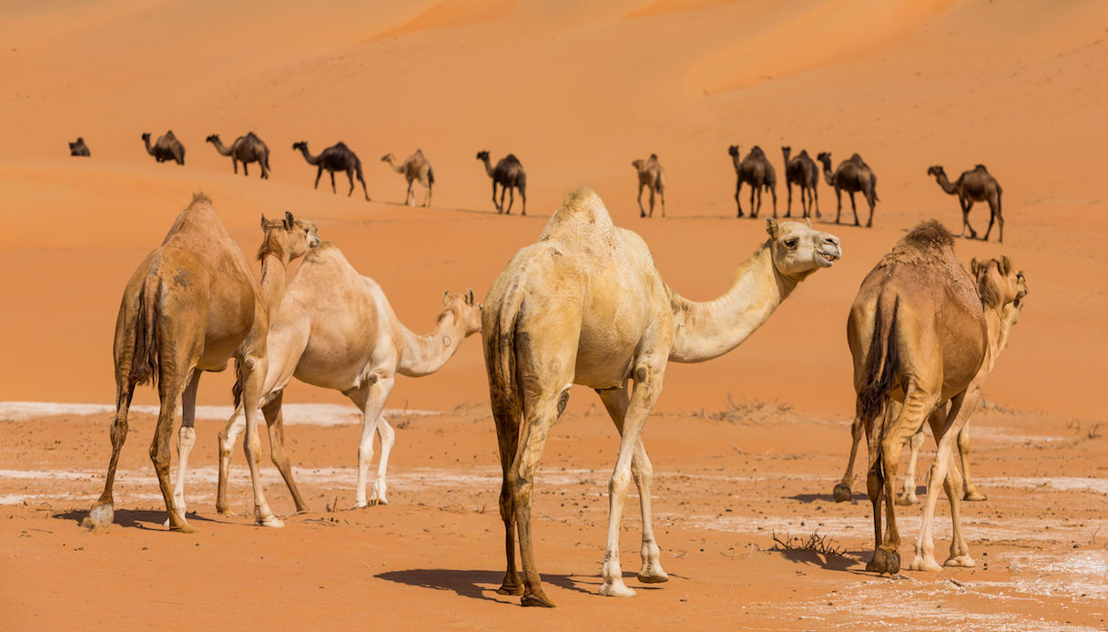Il deserto del Qatar