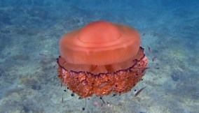 Le meduse nei mari italiani: quali sono quelle pericolose e quelle innocue