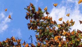 La foresta che in Messico diventa arancione grazie alle farfalle