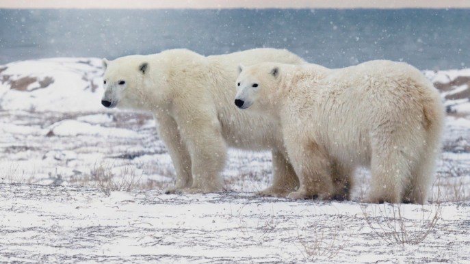 Esiste un hotel in cui la mattina vengono a svegliarti gli orsi polari