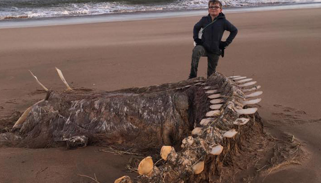 Scozia: trovato uno scheletro gigantesco