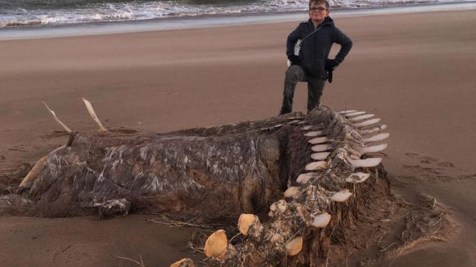 Scozia: trovato uno scheletro gigantesco. Si pensa al mostro di Loch Ness