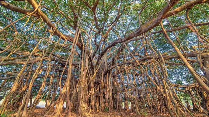 L’albero più grande del mondo si trova in India e simboleggia l’eternità