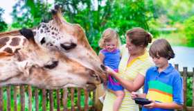 Anche lo zoo approda online: i tour virtuali che i bambini ameranno